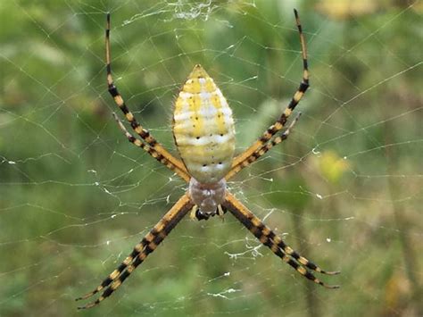 New York Spiders Pictures And Identification Help Green Nature