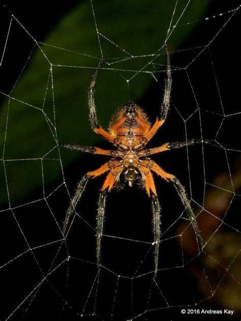 Tropical Orb Weaver Eriophora Ravilla Spider Species Beautiful