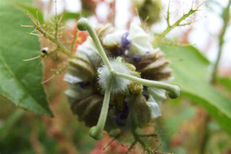 Passiflora Gossypifolia Passifloraceae Image At Phytoimages Siu Edu