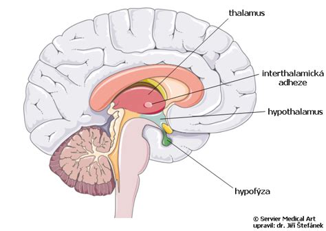 Mezimozek | Medicína, nemoci, studium na 1. LF UK