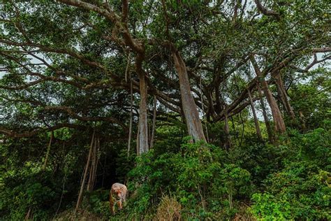 Hutan Hijau Pohon Pohon Pohon Foto Gratis Di Pixabay Pixabay