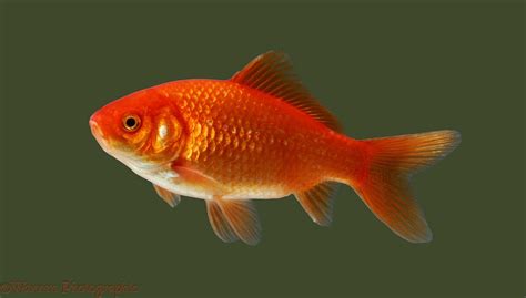 Goldfish Photo Wp05401