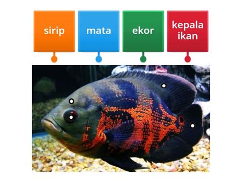 Mengenal Ikan Diagrama Con Etiquetas