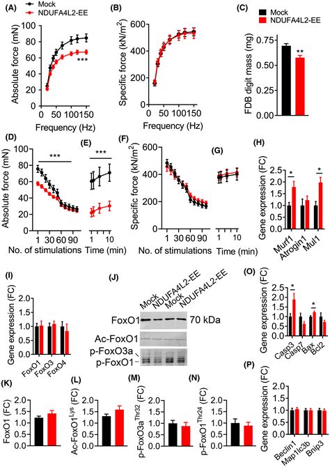 Mitochondrial Ndufa L Is A Novel Regulator Of Skeletal Muscle Mass And