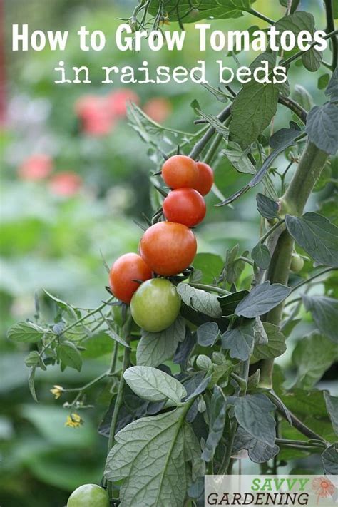 5 Tips For Growing Tomatoes In Raised Beds