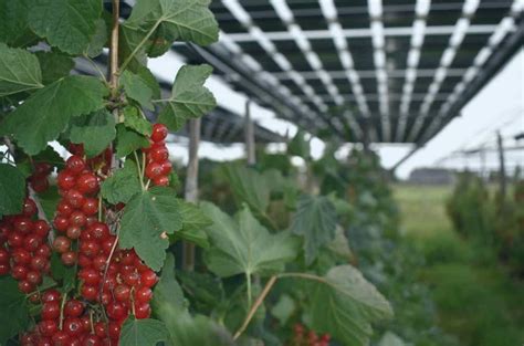 Impianto Fotovoltaico Su Terreno Agricolo Normativa Vantaggi