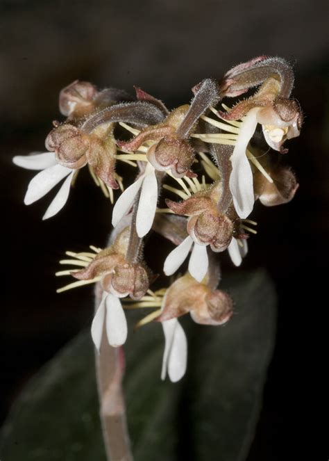 Anoectochilus Formosanus Hayata Plants Of The World Online Kew Science