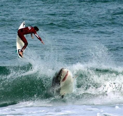 Pin By Marie Eve Reiner On Big Wave Surfing Shark Attack Shark