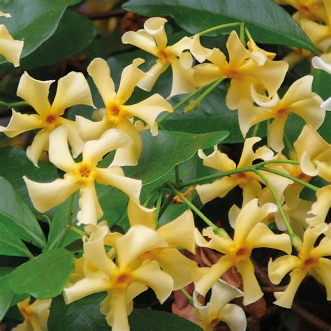 Toscaanse Jasmijn Trachelospermum Jasminoides Tuin Haag Nl