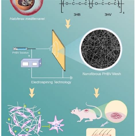 Schematic Illustration Of Elastomeric Nanofibrous PHBV Meshes For