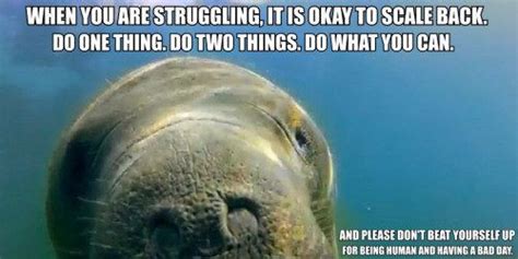 20 Calming Manatee Memes That Perfectly Describe Your Life Artofit