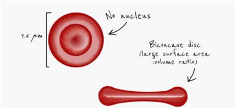 IGCSE Biology Specialised Cells And Stem Cells Flashcards Quizlet