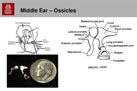 Ppt Chapters 9 10 Auditory And Vestibular Systems Powerpoint Presentation Id 630444