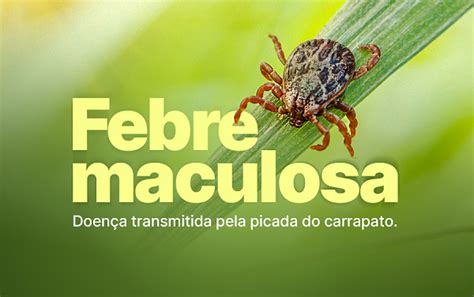 Primeiro Caso De Febre Maculosa Confirmado No Paran Ubirat Online