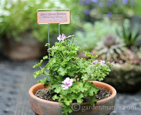 Garden Marker Labels: Free Printable