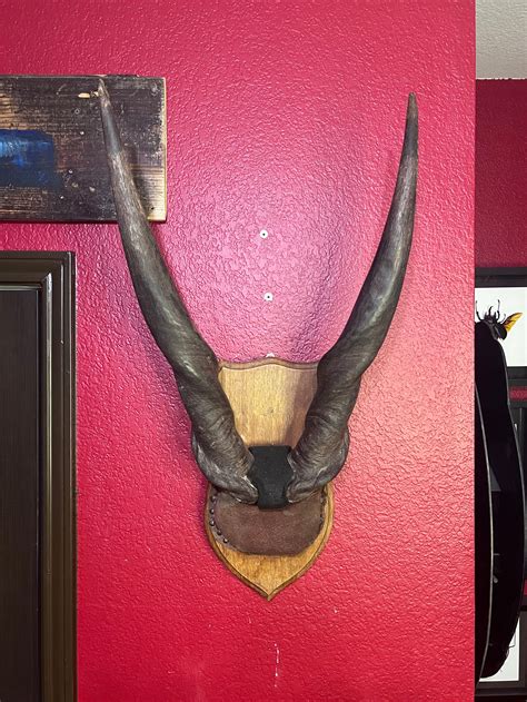 Eland Skull Plate