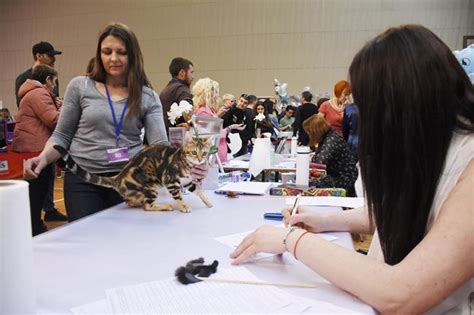 Изложба събира екзотични котки от 10 държави във Варна | Хай Клуб