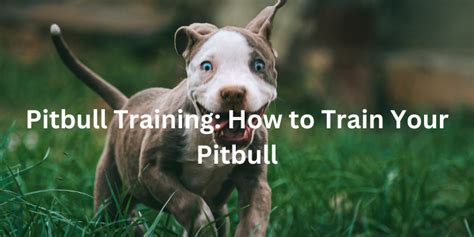 Pitbull Training: How to Train Your Pitbull | The Pitbull Center