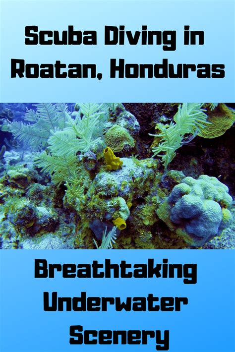 7 awesome things to do in roatan honduras – Artofit