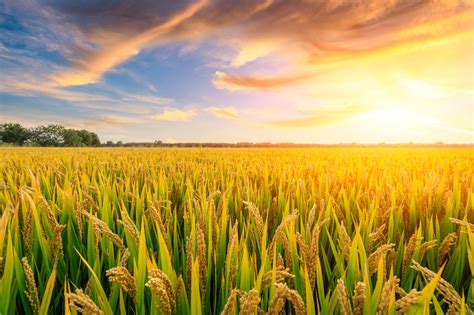 Planta O De Arroz O Que Voc Precisa Saber Cereais C Lia