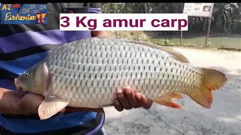 Common Carp Fish Farming In Biofloc Eveny Biofloc