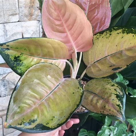 Aglaonema Sultan Brunei Free Phyto Indoor Outdoor Plant EBay