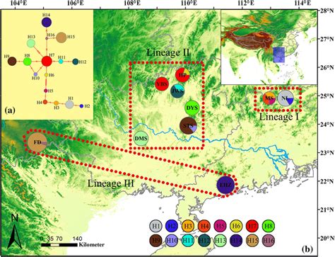 a Network of genealogical relationships between the 16 haplotypes. Each ... 