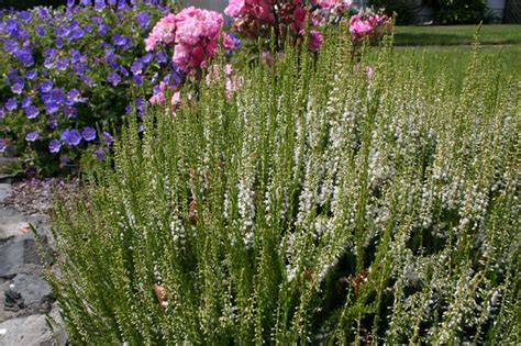 Calluna Vulgaris Long White Traditional Landscape