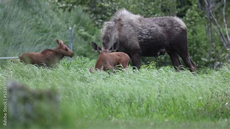 Moose Cow and Calves in Alaska Stock Video | Adobe Stock