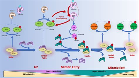 Increases In Cyclin A Cdk Activity And In Pp A B Inhibition By