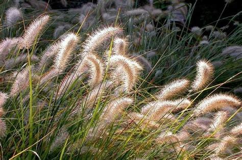 Ornamental Grass Care | The How To Guide - PlantingTree