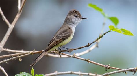 Dusky-capped Flycatcher | Audubon Field Guide