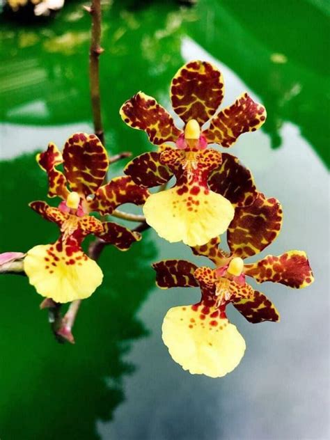 ban  biet lan vu nu loai hoa dep tuong trung cho su  man