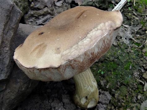 Bitter Bolete