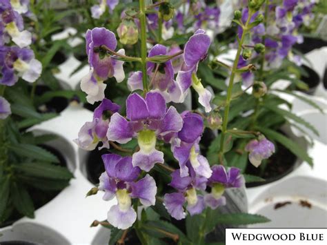 Angelonia Angustifolia