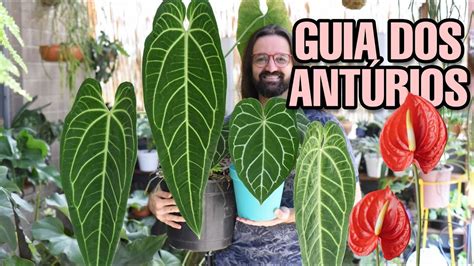 Ant Rio Descubra Como Cuidar Das Plantas Anthurium Youtube