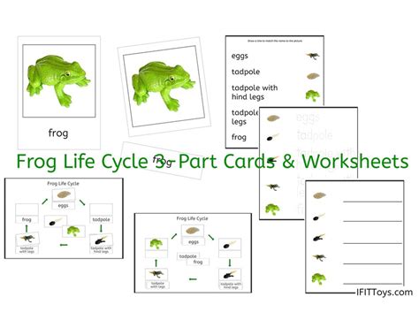 Frog Life Cycle 3 Part Cards And Worksheets Pdf Montessori Biology