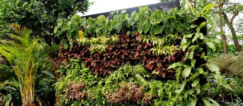 Tips Mudah Untuk Membuat Vertical Garden Yang Praktis Kampung Flora Cipta