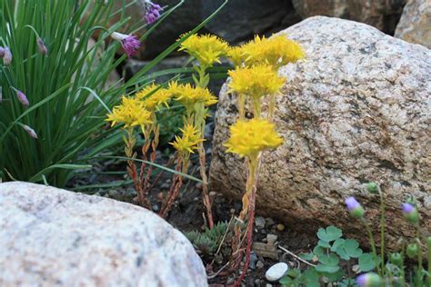 Sedum Lanceolatum North American Rock Garden Society