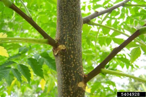 Chinaberry Tree Poisonous For Dogs