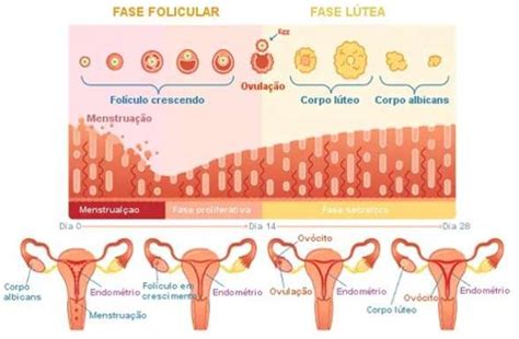 O que é ciclo menstrual: fases - Planeta Biologia