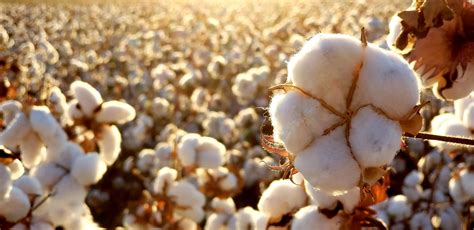 Biodegradable Cotton Nature S Sustainable Solution Part One Cotton