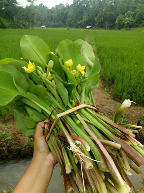 fresh vegetable named genjer stock image image  genjer vegetable