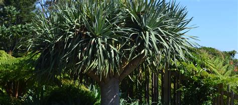 Dragon's Blood Tree - Centennial Parklands