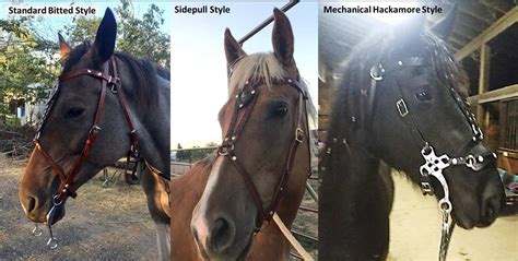 The Hackamore Bitless Bridle Mechanical Vs Traditional