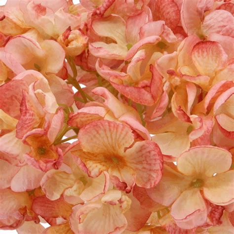 Floratexx GmbH Blumen Flowers Hortensie 60 Cm Rosa Creme