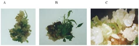 Organogenesis Leaves And Shoot Development From Callus On Different