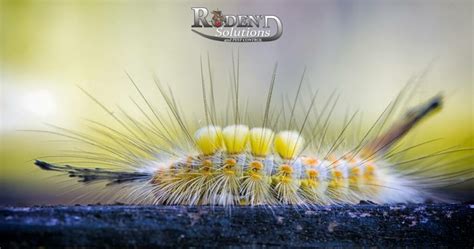 Tussock Caterpillar Moths In Florida