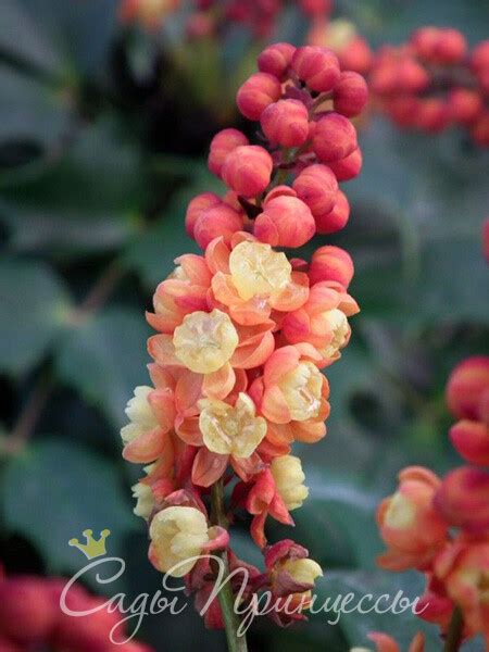 Купить саженцы Магония падуболистная Кабарет (Cabaret)