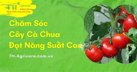 Quy Trình Bón Phân và Chăm Sóc Cây Cà Chua Đạt Năng Suất Cao TH